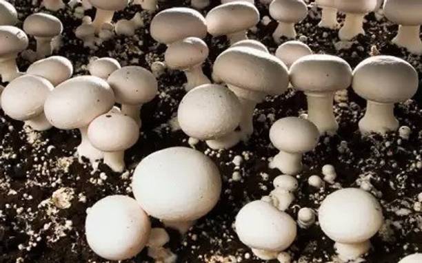 MAA Mushroom Seed
