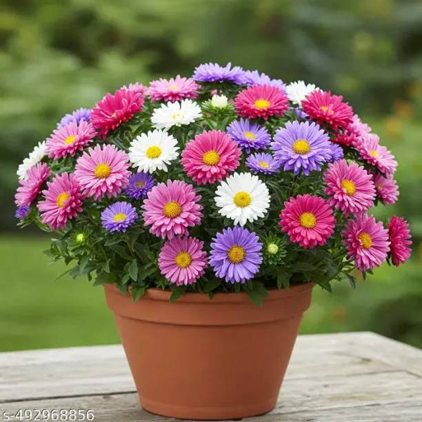 DEYS AGRO ® mix hybrid aster flower seeds Seed
