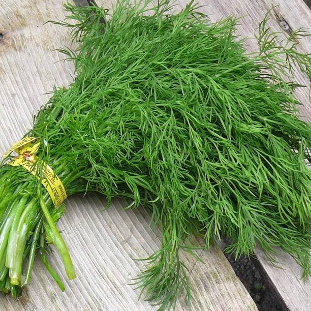 Qualtivate TLX-134 Mushroom's Dill Seeds Seed