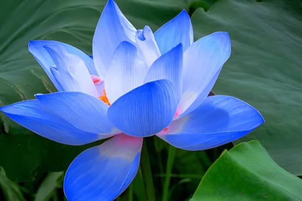Seedsilk Blue Lotus Seed