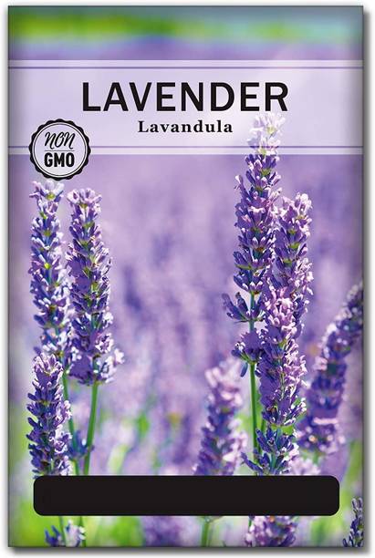 WILLVINE lavender Seed