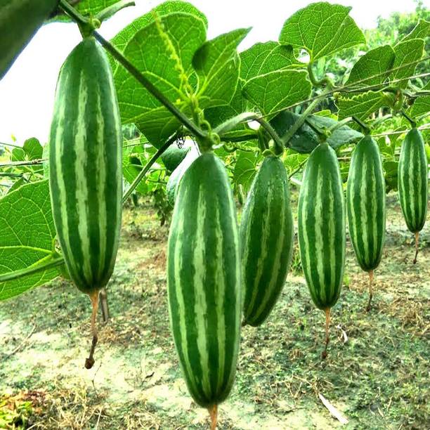 ARSHISEEDS PARWAL VEGETABLE SEEDS, HYBRID POINTED GOURD SEED, PARWAL PLANT SEEDS PACK OF 25 Seed