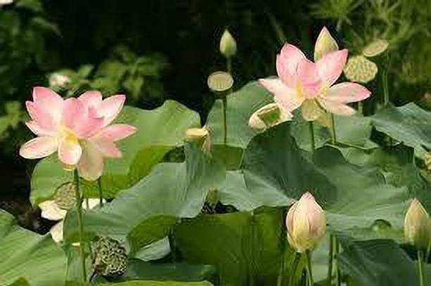 CARIBBEAN LOTUS SEEDS Seed