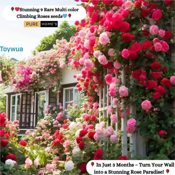 Toywua Elegant Climbing Rose Flower Seeds For Elegant Petals Seed