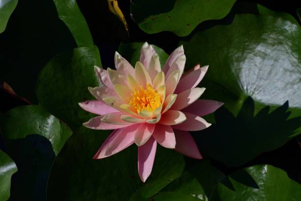 Natures Yard Lotus Seed