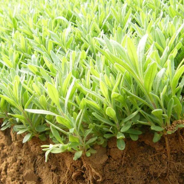 ActrovaX Blooms,Lavender flower Seed