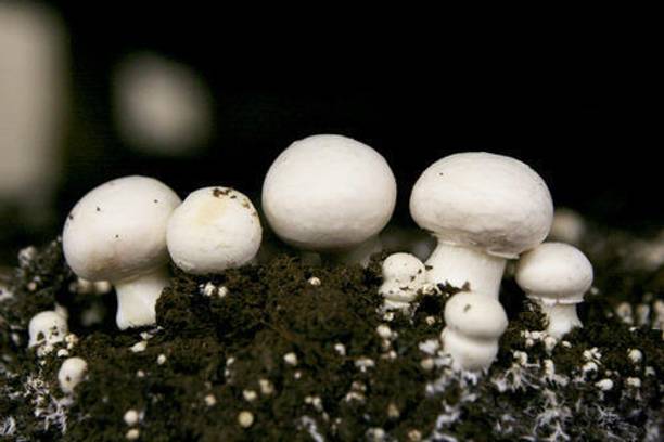 Mayabon Button mushroom seed,organic,Healthy,Vegetable seed,Pack of 1 Seed