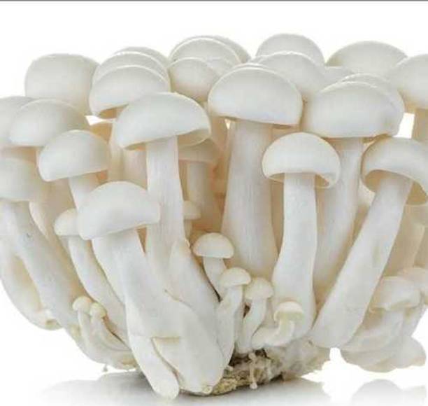 Mozette Organic mushroom herb Seed