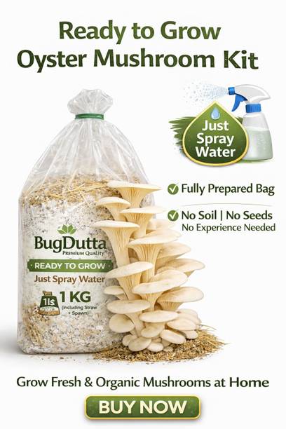 Dutta 1. Pre-Prepared Mushroom Grow Bag 1KG – Just Open & Spray Daily Seed