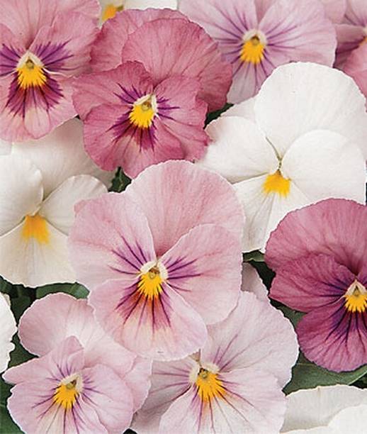 VibeX Panola Pink Shades Mix Pansy Seed