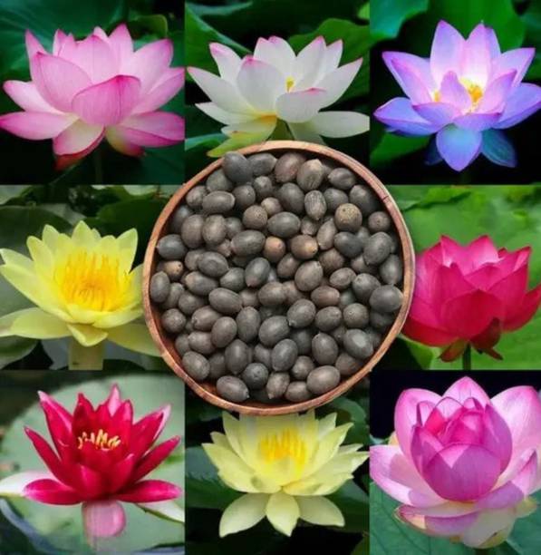BEE Garden 50 Pcs Lotus Seeds | Kamal gatta | Kamal Beej for Home Garden Seed