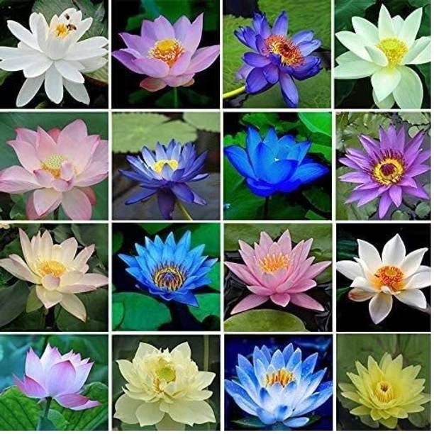 LPR LOTUS,KAMAL Seed