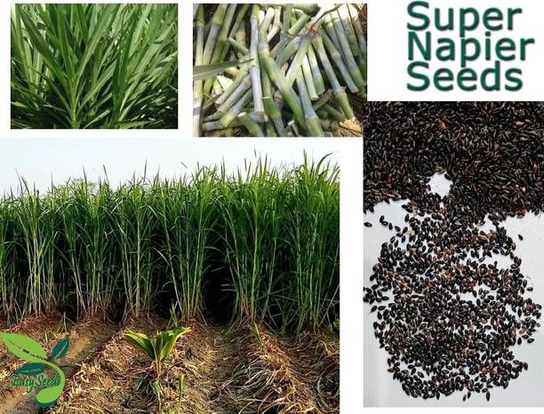 SUAA Super Napier Grass, Grass (500+ seeds) Seed