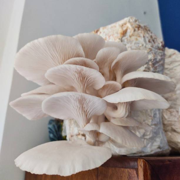 Mayabon Original Oyster mushroom seed,organic,Healthy,Vegetable,Pack of 1 Seed