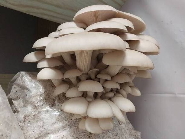 pretty petalss Oyster Mushroom Seed