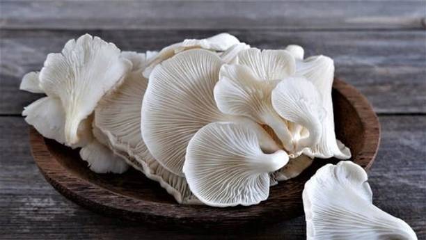 GREENSEA White Oyster Mushroom Seed