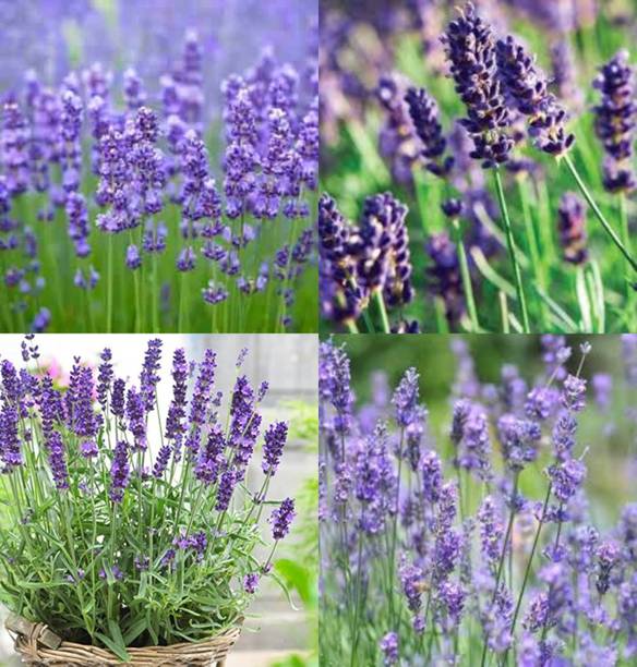 ibains Lavender seeds drought tolerant plant, mixed multicolor pack of 89 Seed