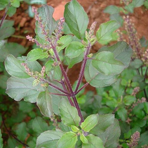WILLVINE Vana Tulsi Seeds | Basil Seeds for Gardening-[2000 Seeds] Seed