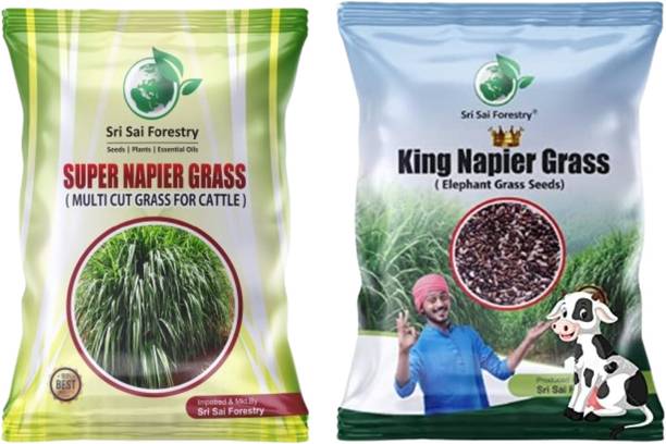 SRI SAI FORESTRY Super Napier and CO5 Napier Grass Seeds Combo, Multicut King Napier Grass Seed