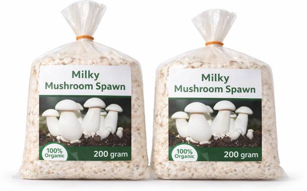 Jana Enterprises milkey mushroom spawn Seed