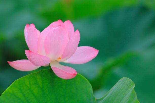 Gettyfy Lotus Seed