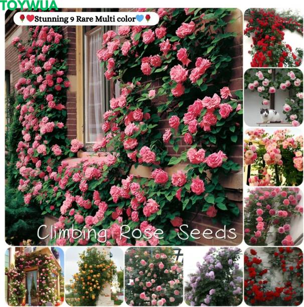 Toywua Elegant Climbing Rose Flower Seeds to Timeless Rose Magic Seed