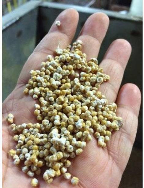 ग्रीनसी मशरूम बीज