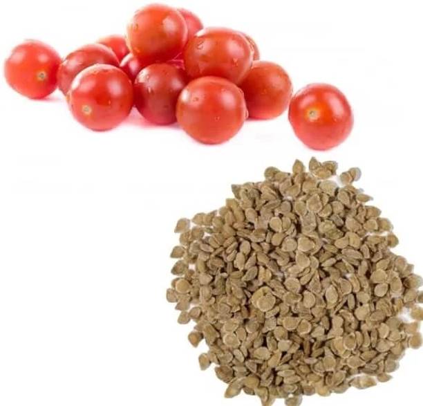 GREENSEA Tomato Seed