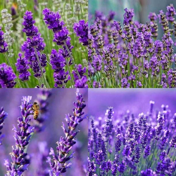 SEMINA VITA lavender buds flower seeds Seed