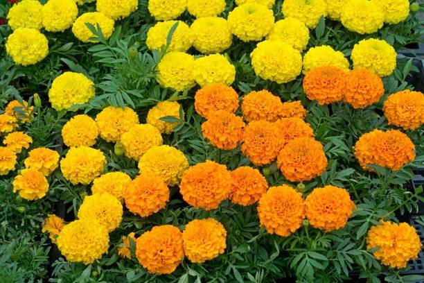 BISWAS Marigold Flower Seeds, Genda Phool Seed