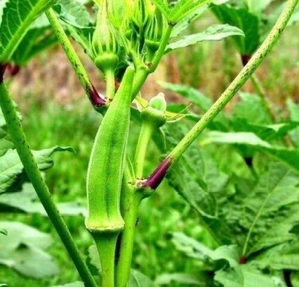 ActrovaX Okra Emerald[100gm Seeds] Seed