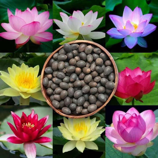 Bold Byte Lotus Seed, Lotus Flower Seeds For Planting, Lotus Seed Hybrid Flower Seed