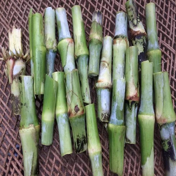 Grow Green Organics Hybrid Super Napier Grass Sticks | Pack of 50 Green Napier Sticks Seed