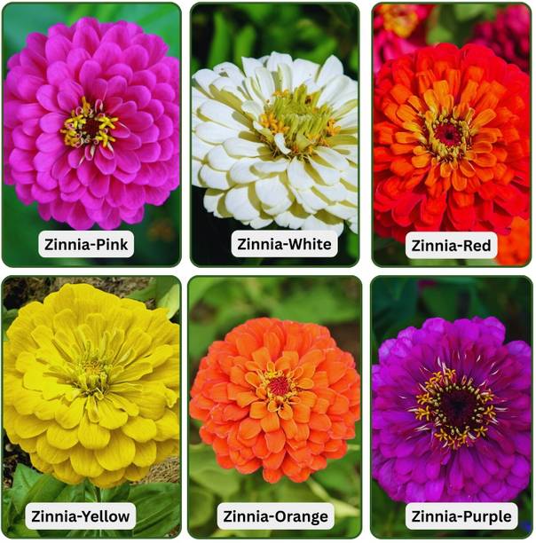 beejhub plus Zinnia Flower Seeds|6 Color|Orange,Yellow,White,Red,Purple,Pink|400+Seeds Seed
