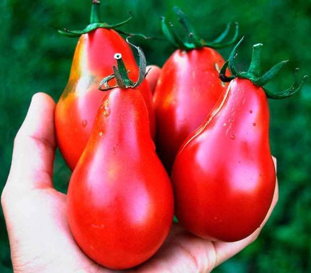 BeauFlora Rare Hybrid Tomato " Red Pear " Exotic 100 Seed