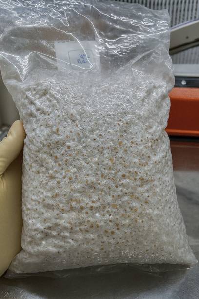 रटमेंट मिल्की मशरूम बीज