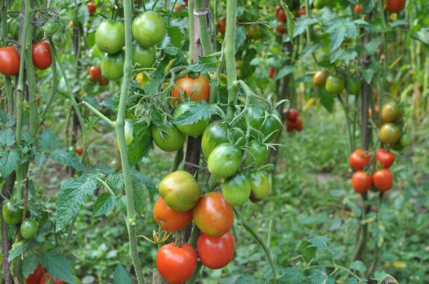 ZONATO tomato Seed
