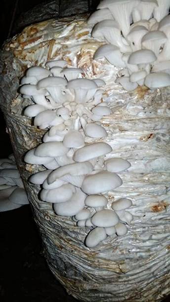 rrr Original Oyster mushroom seed,organic,Healthy,Vegetable Seed
