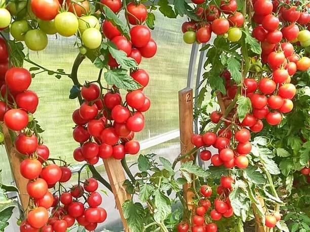KNESSiN F1 Hybrid Vine Red Tomato Seeds For Hydrophonics - (2000 Seeds) Seed