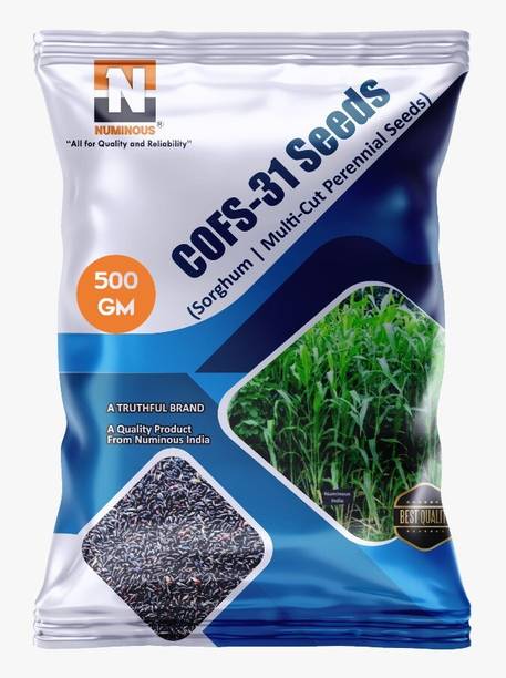 Numinous CoFs-31, Sorghum, Jowar, Multi-cut Perennial, Fodder Grass Seed