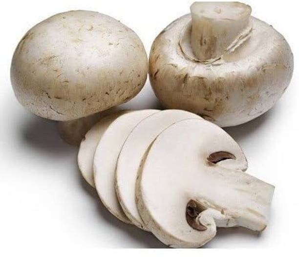GREENSEA Milky Mushroom Seed