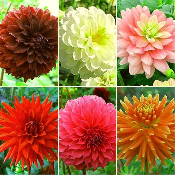 Arshiayat Dahlia Flower Bulbs Seed