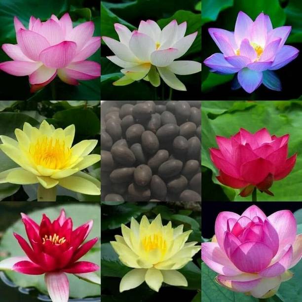 CRGO LOTUS , KAMAL Seed