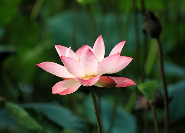 BISWAS Lotus Seed