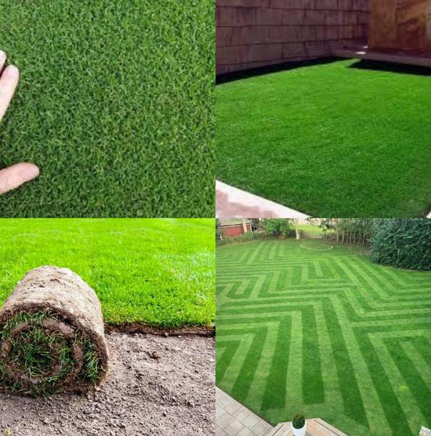 ibains Korean nilgiri lawn grass seeds pack of 5000 Seed
