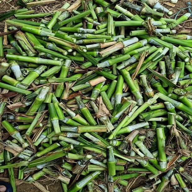 Grow Green Organics Super Napier Seed