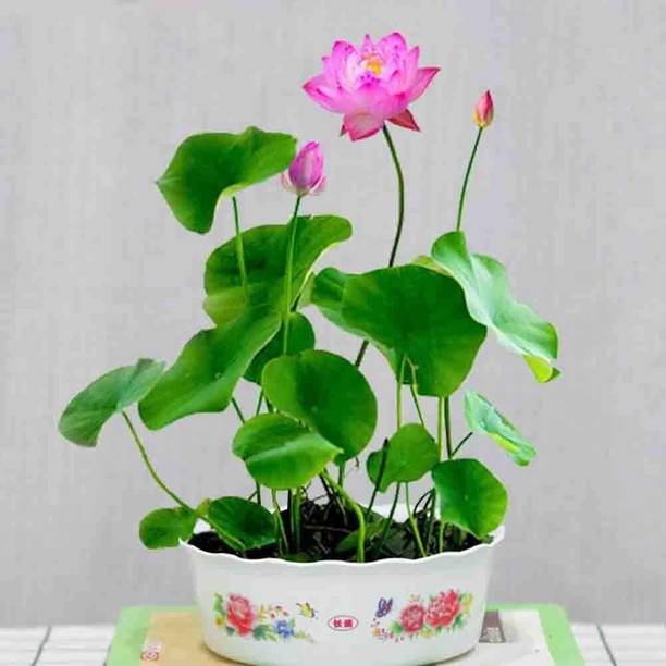clause lotus Seed