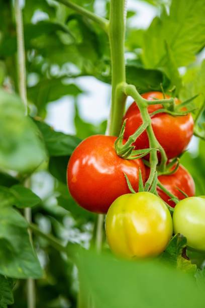 Kishori Creation tomato Seed