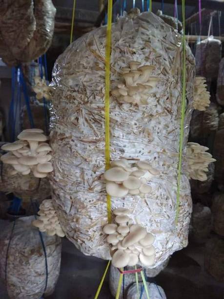 Arko Oyster Mushroom Spawn, High Yield Pleurotus Ostreatus, Edible CO2 Variety Seed