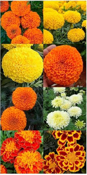 STI ग्रीन 8 वैरायटी मैरीगोल्ड सीड्स बीज